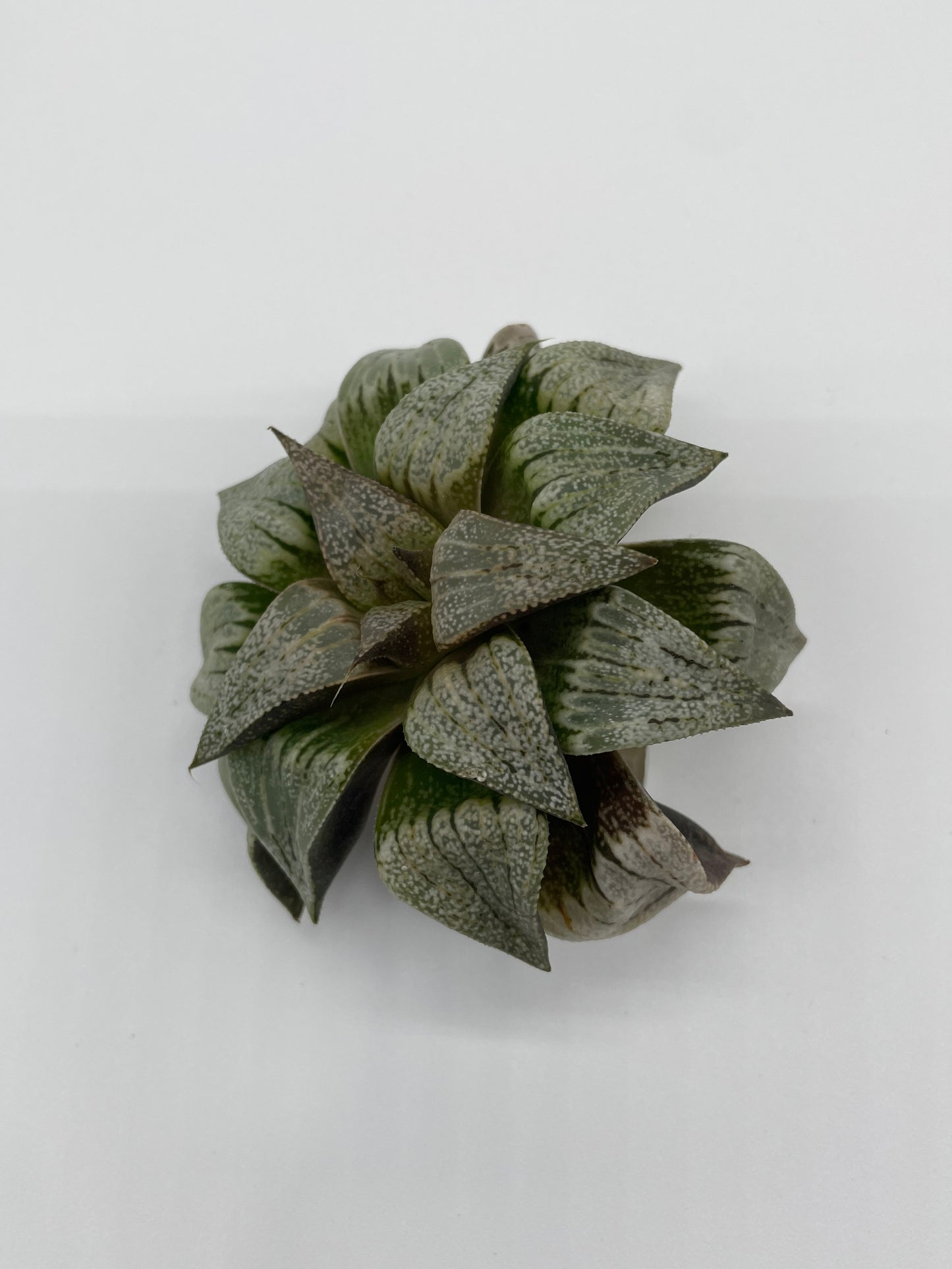 Haworthia Hybrid