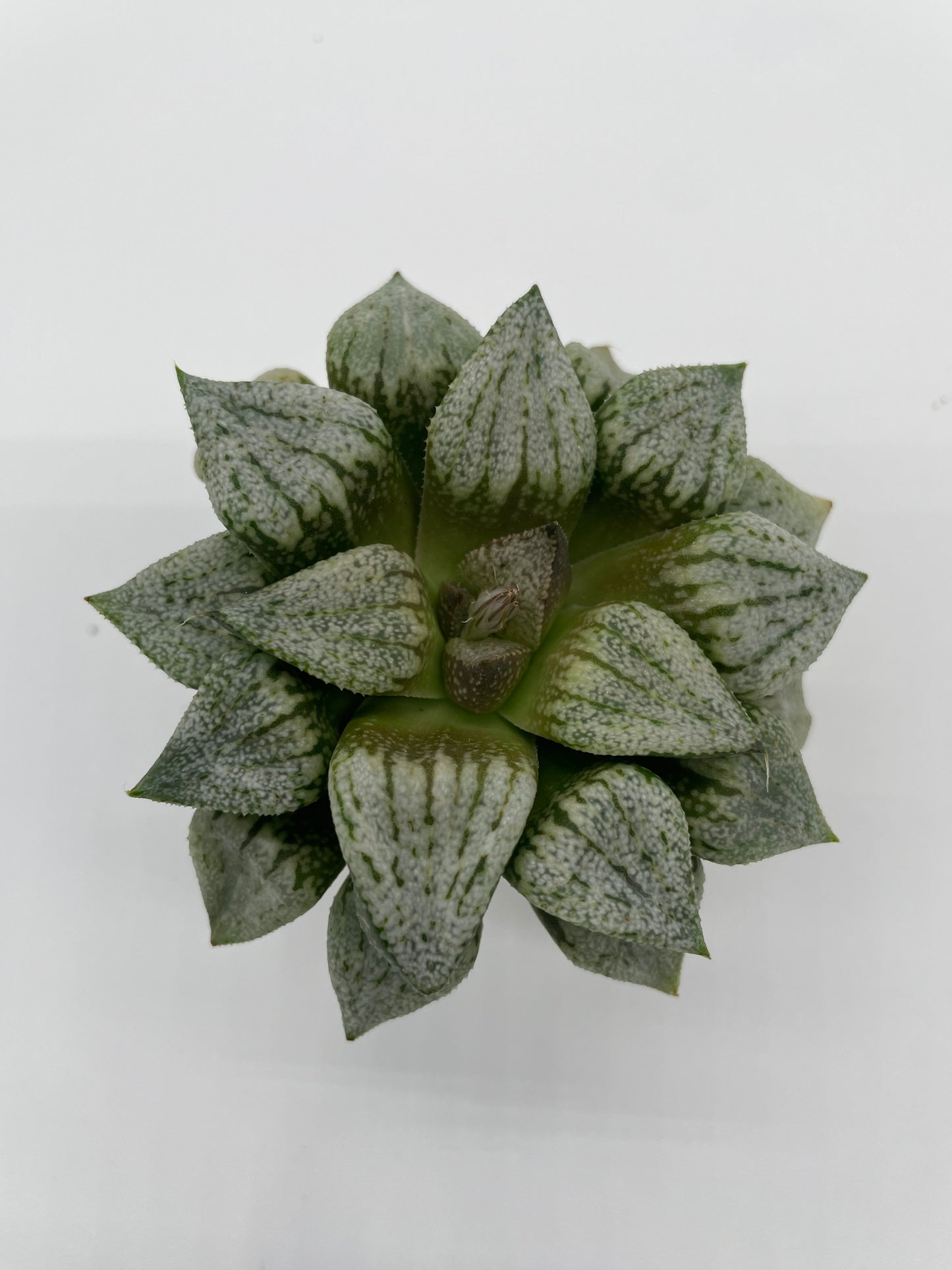 Haworthia Hybrid