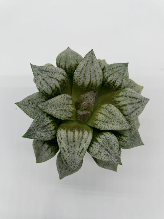 Haworthia Hybrid