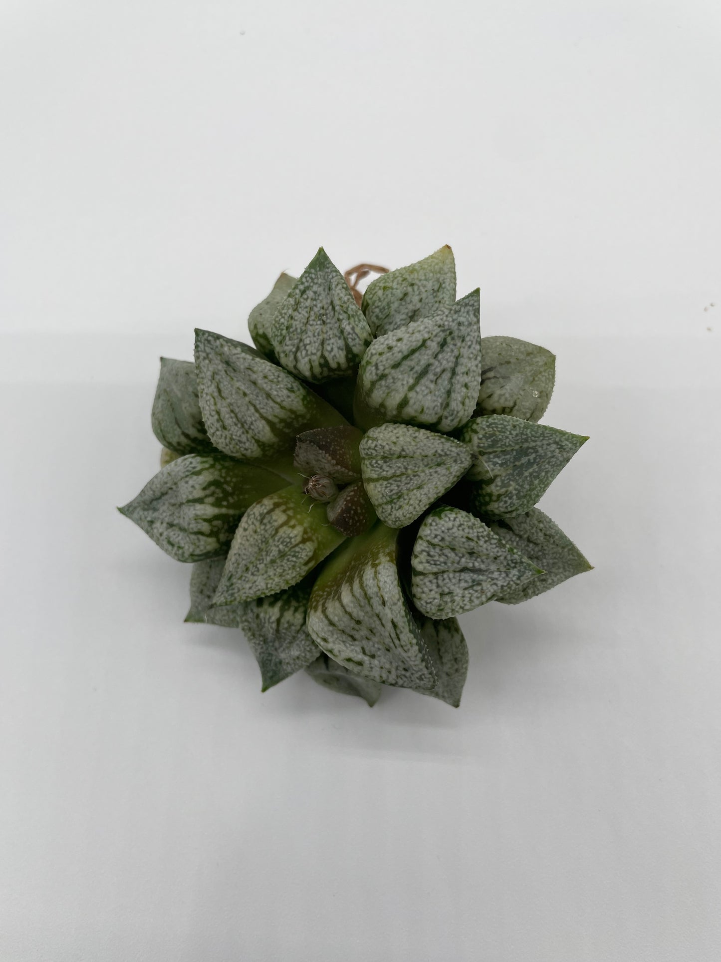 Haworthia Hybrid