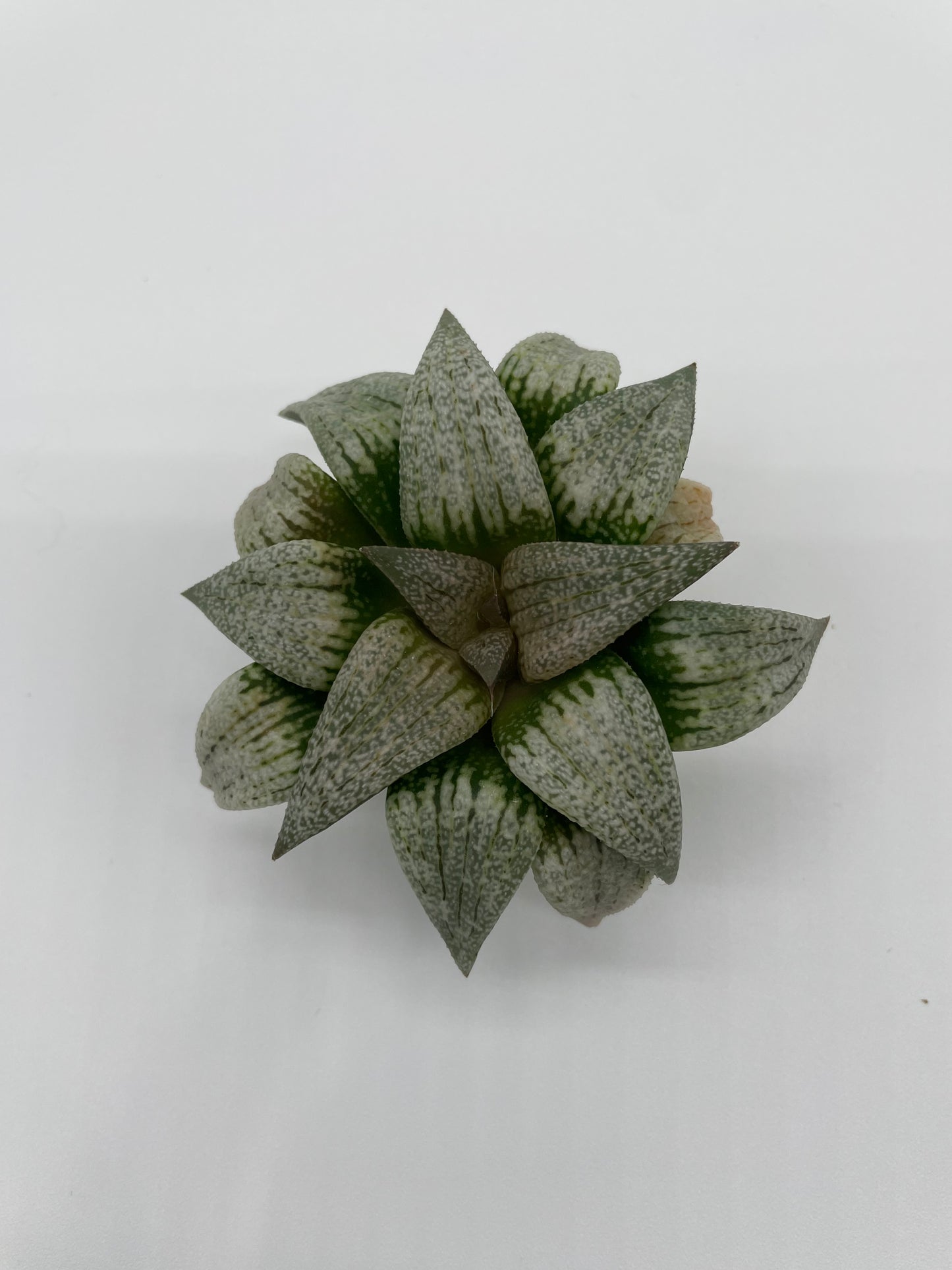 Haworthia Hybrid