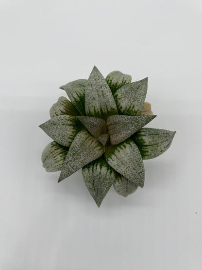 Haworthia Hybrid