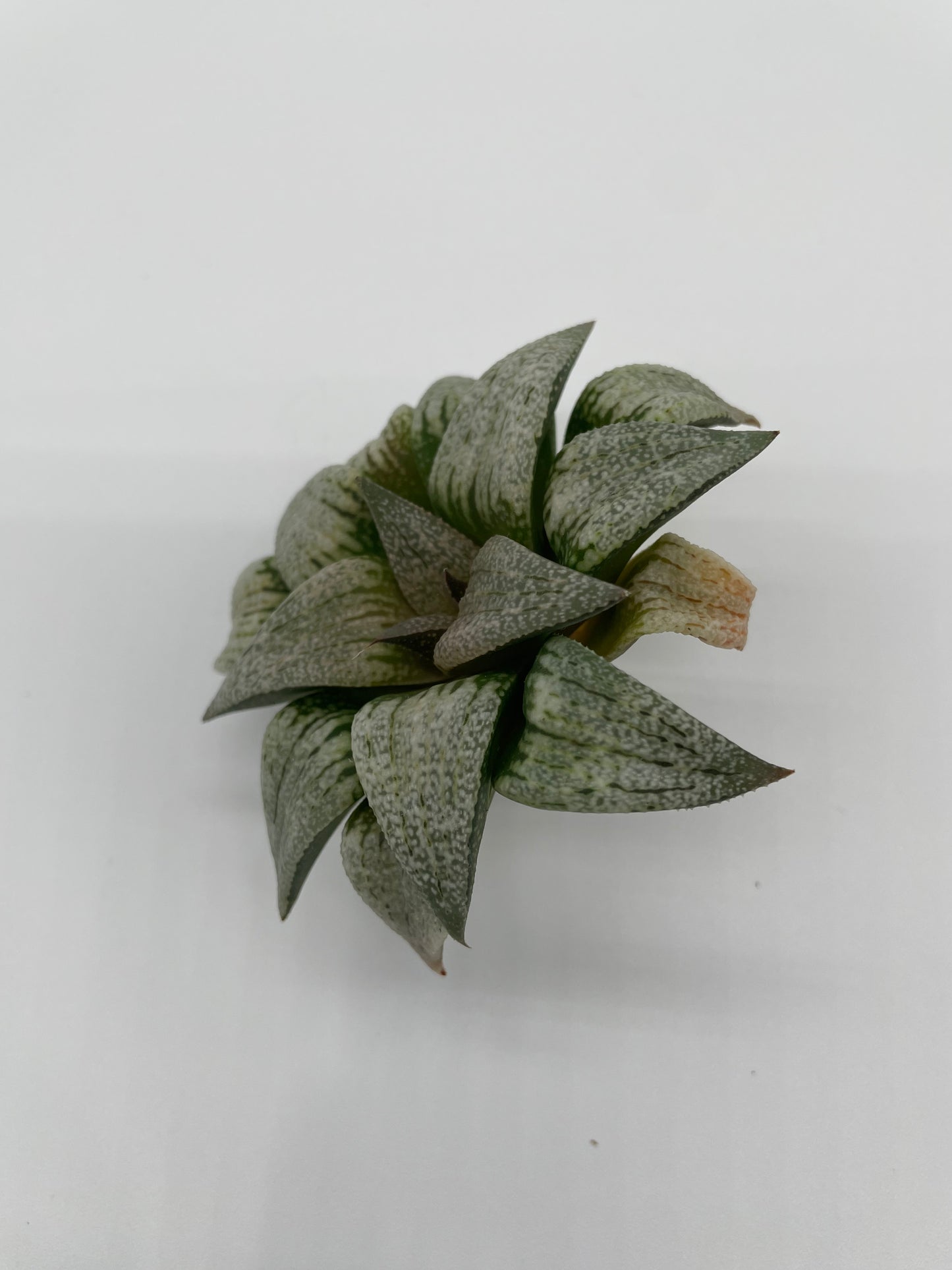 Haworthia Hybrid