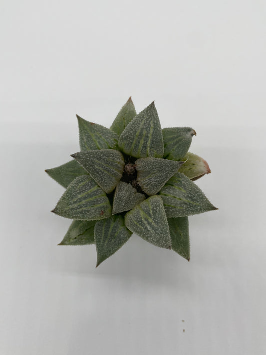 Haworthia Hybrid