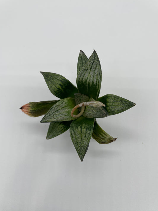 Haworthia Hybrid