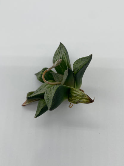 Haworthia Hybrid