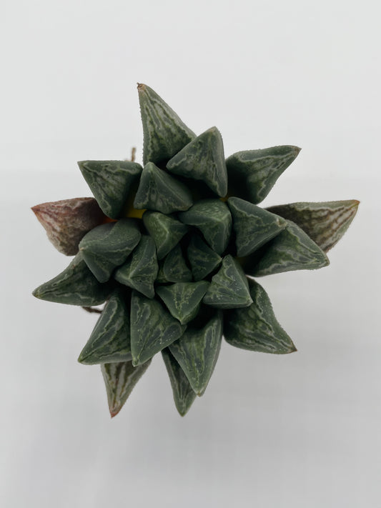 Haworthia Hybrid