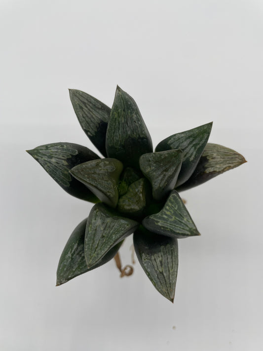 Haworthia Hybrid