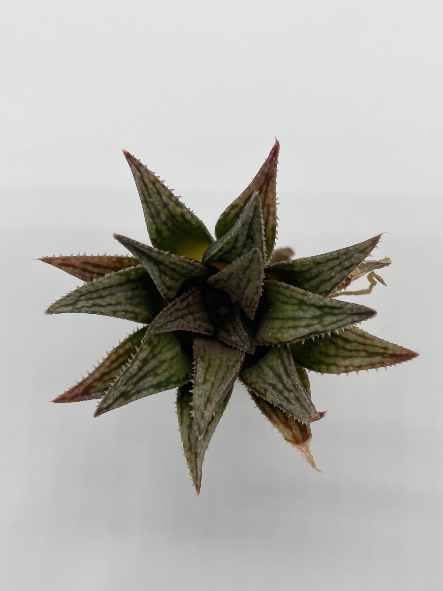 Haworthia Hybrid