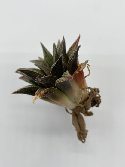 Haworthia Hybrid