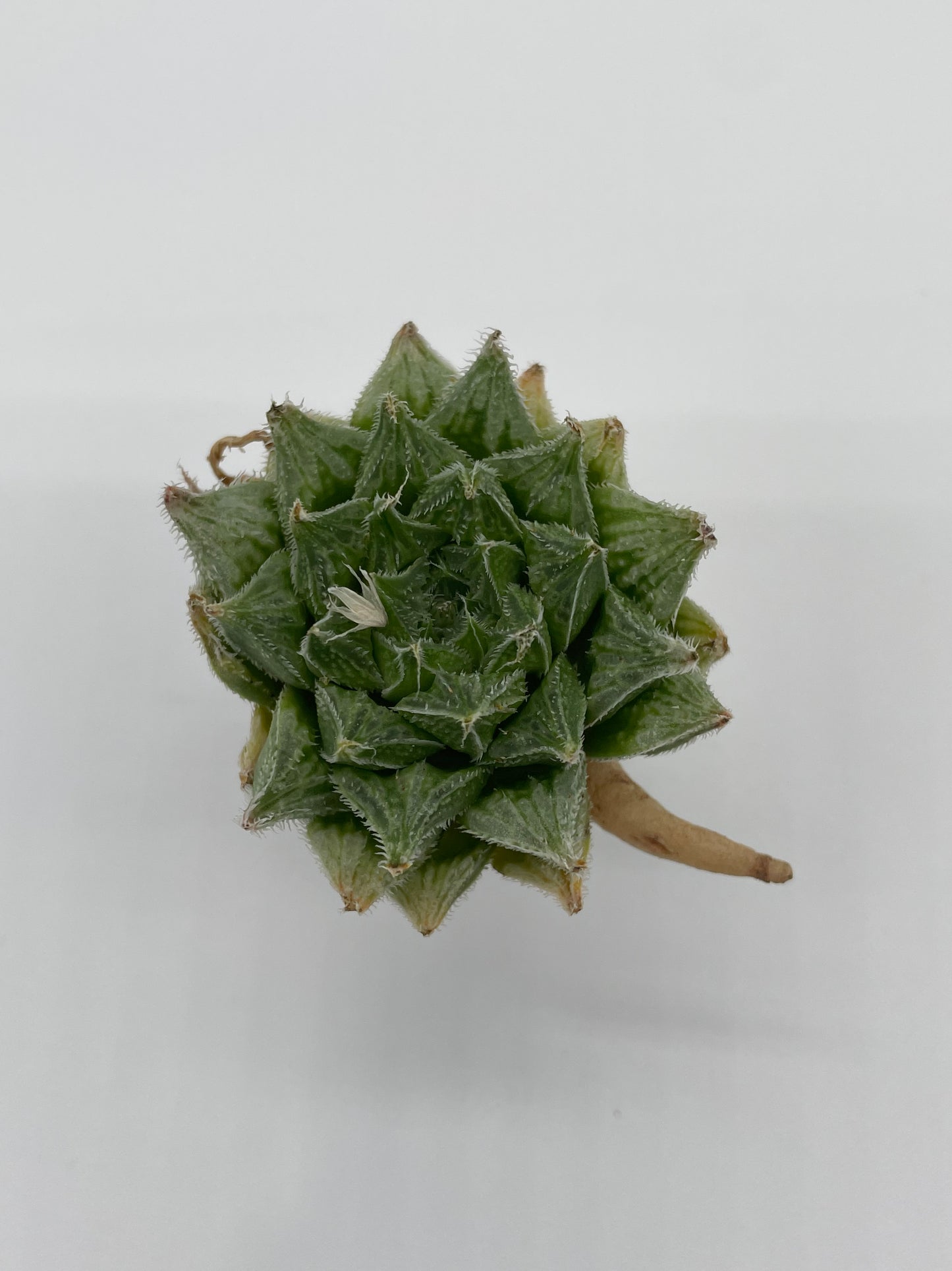 Haworthia Hybrid