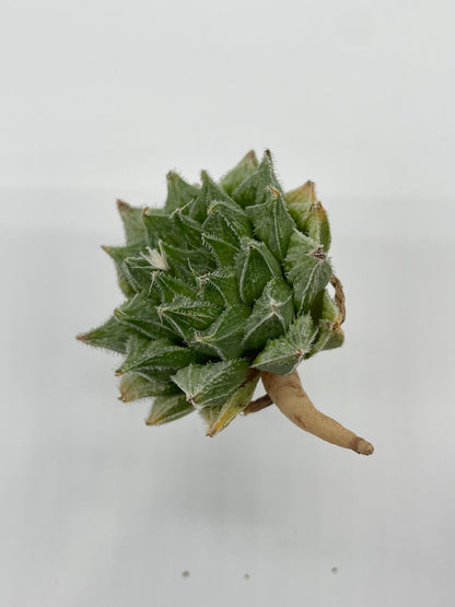 Haworthia Hybrid