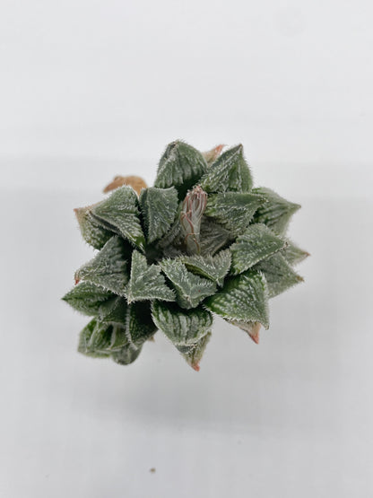 Haworthia Hybrid