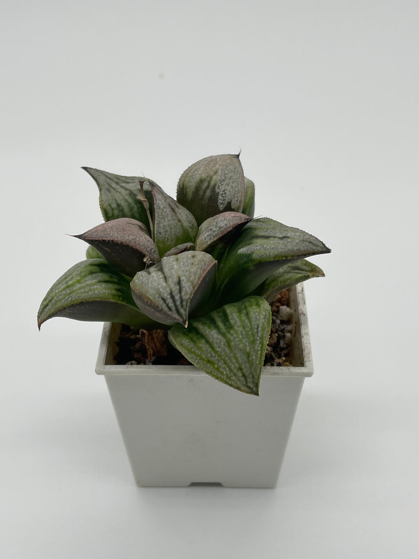 Haworthia Imperial Concubine