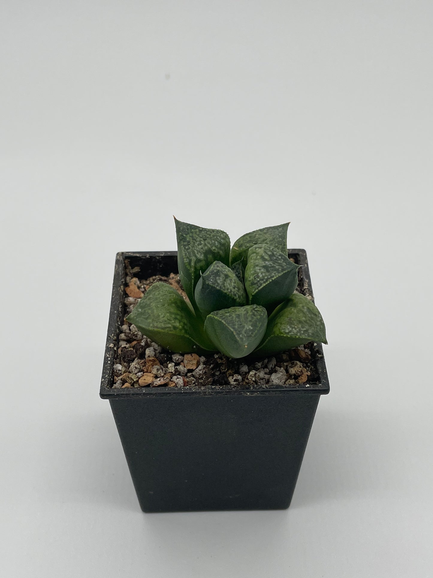 Haworthia Hanaaoi