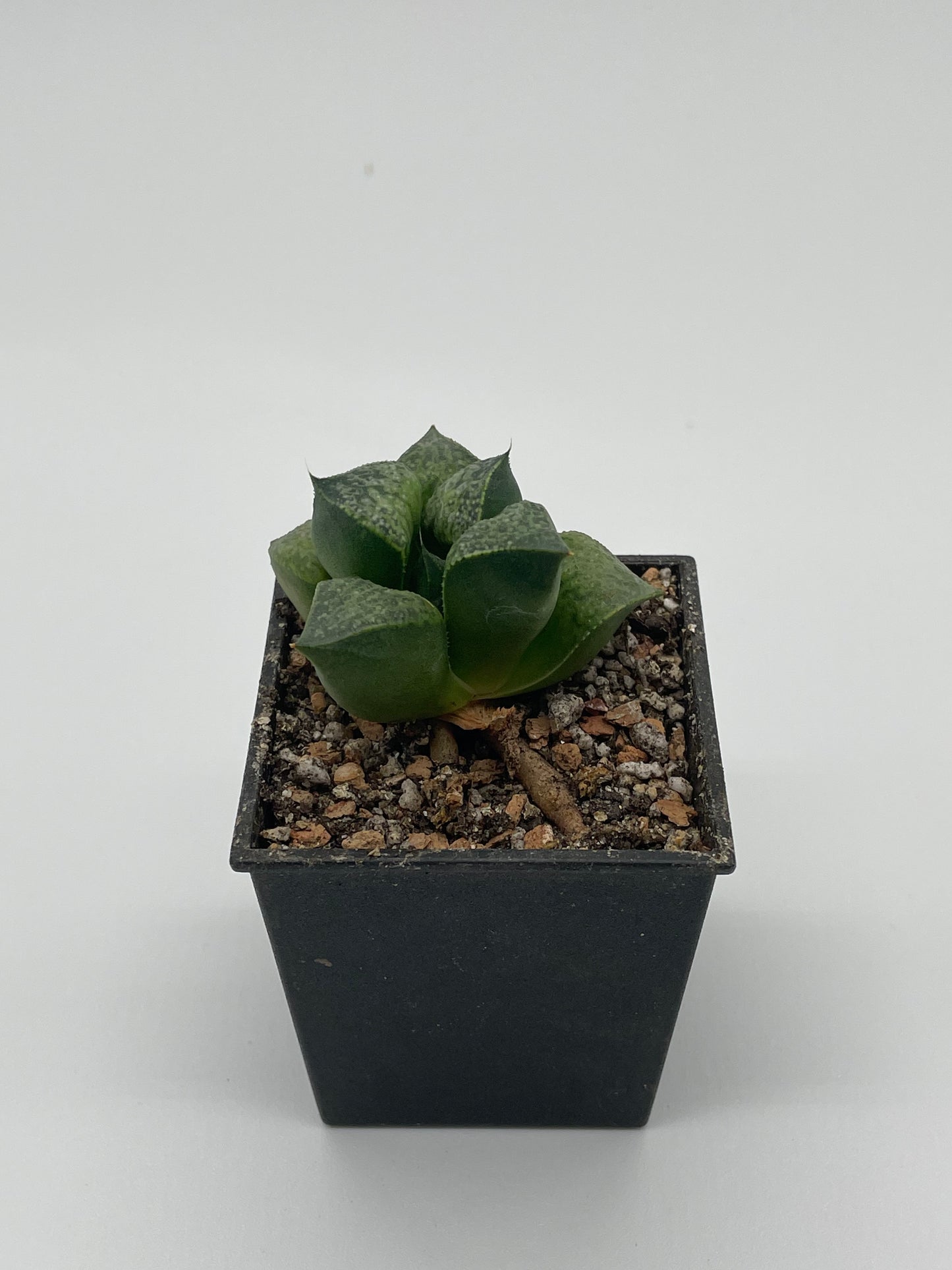 Haworthia Hanaaoi