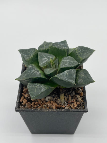 Haworthia Muyeke