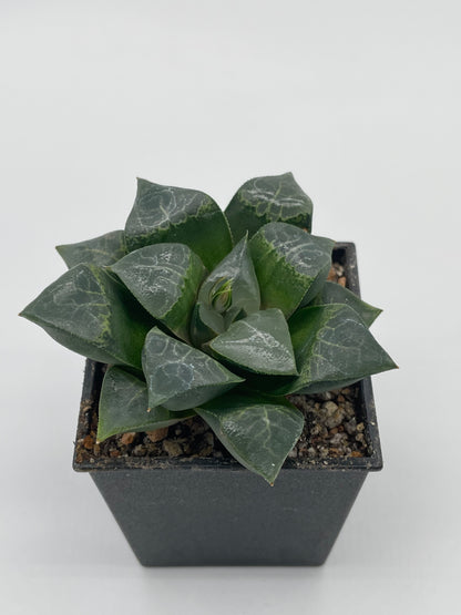 Haworthia Muyeke