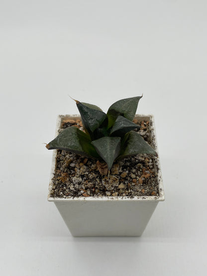 Haworthia White Phoenix