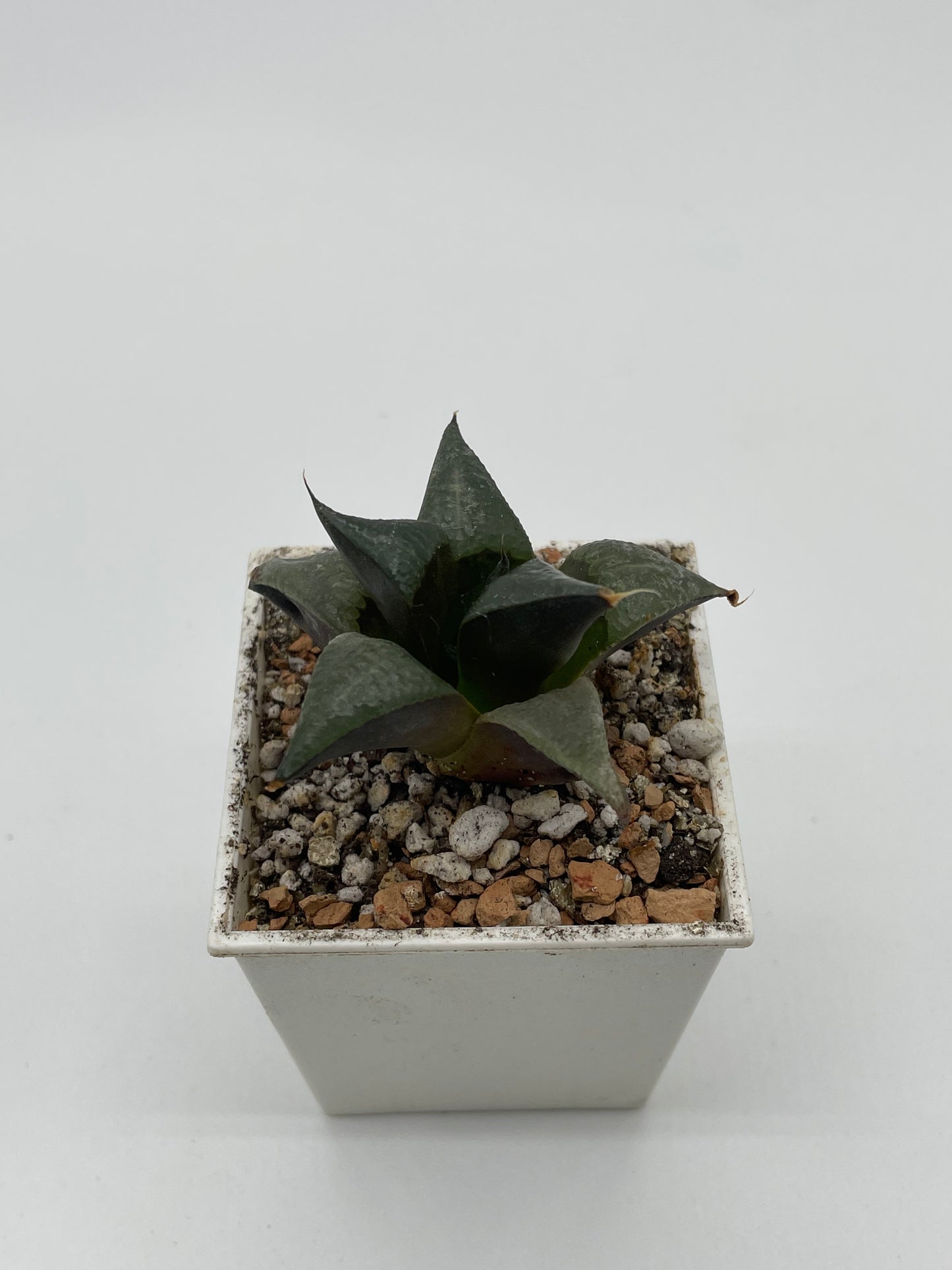 Haworthia White Phoenix