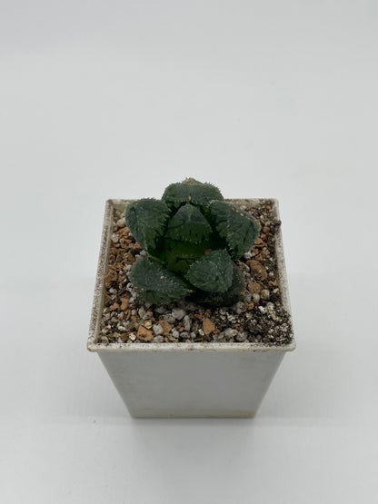 Haworthia Magic Thorn