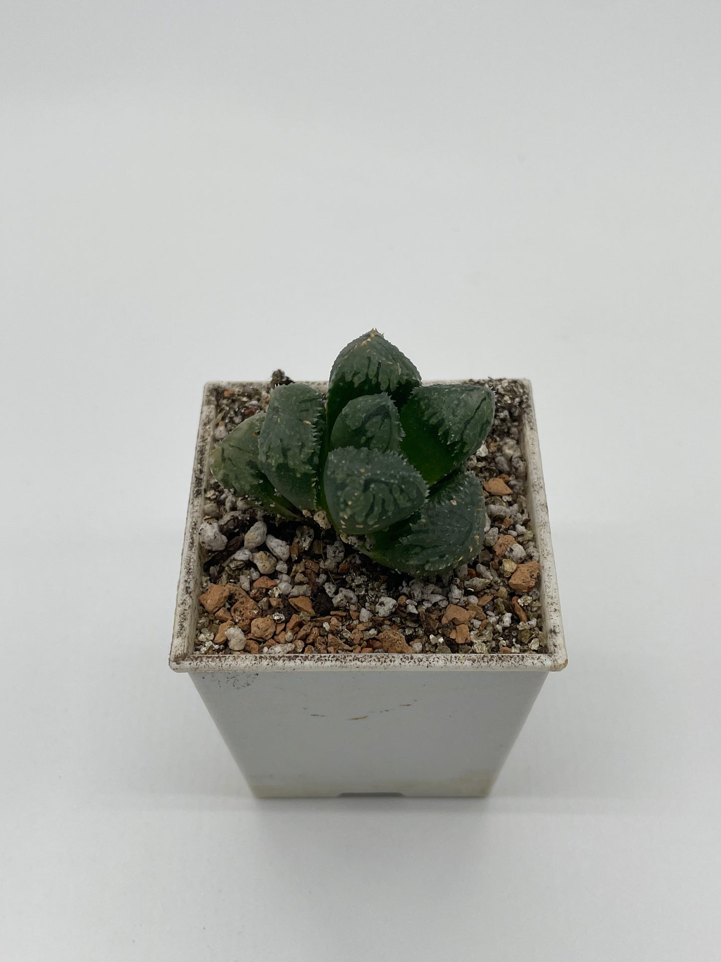 Haworthia Magic Thorn