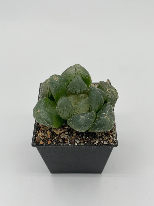 Haworthia Nubilia