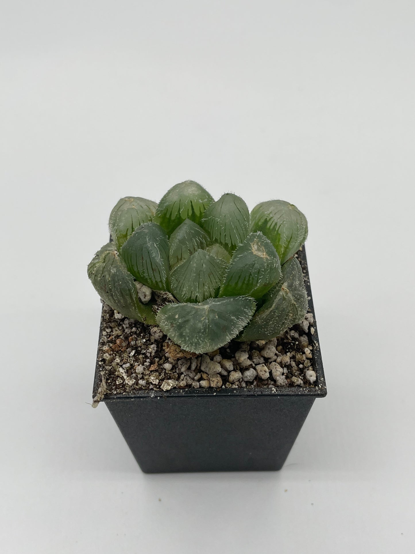 Haworthia Nubilia