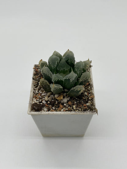 Haworthia Hakuteijyo