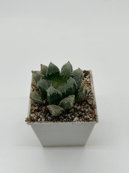 Haworthia Hakuteijyo