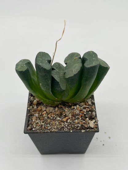 Haworthia Great Falls