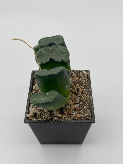 Haworthia Great Falls