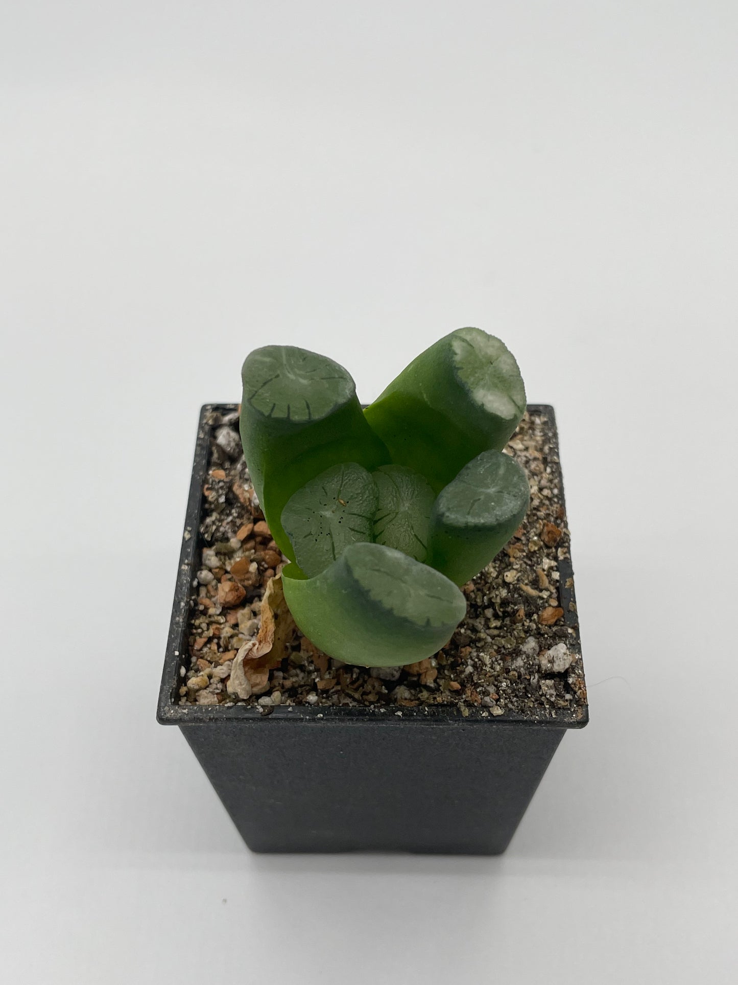 Haworthia Murasaki