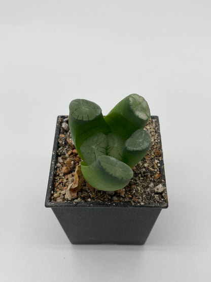 Haworthia Murasaki