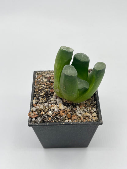 Haworthia Murasaki