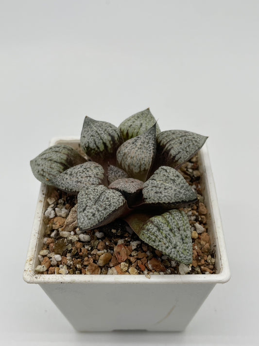 Haworthia Murasakino