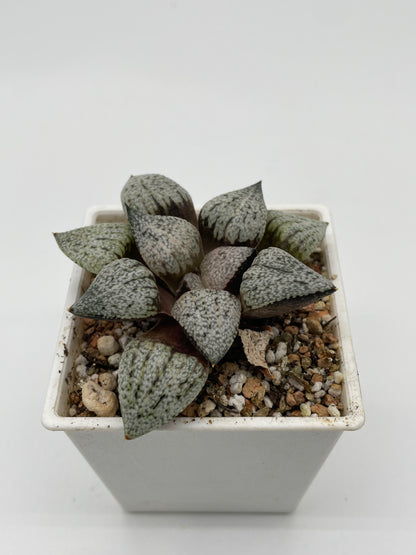 Haworthia Murasakino