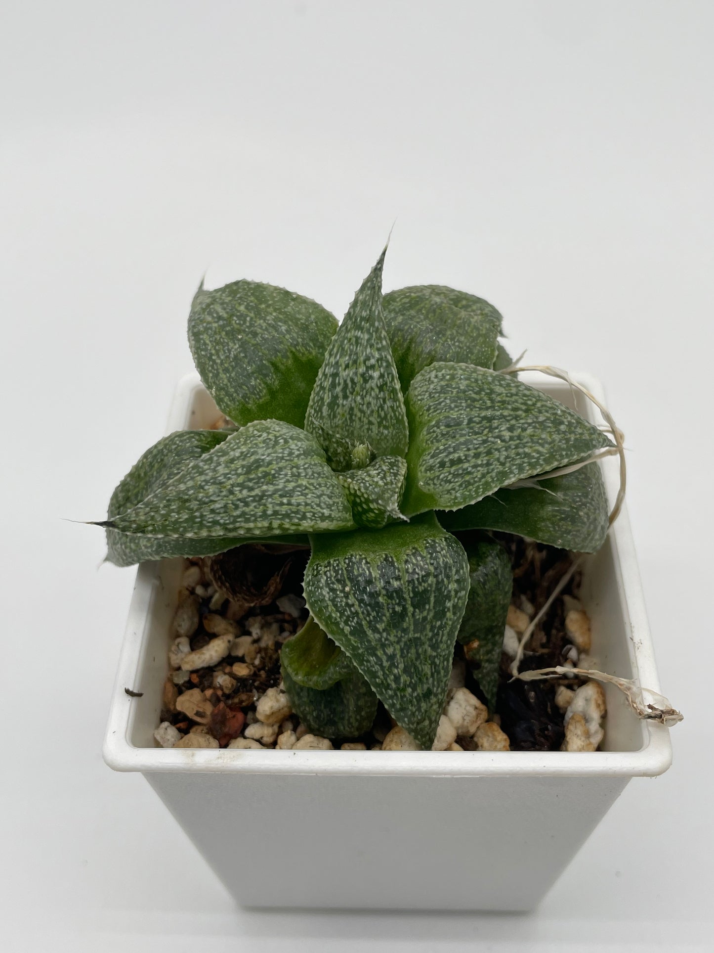 Haworthia Hybrid 101