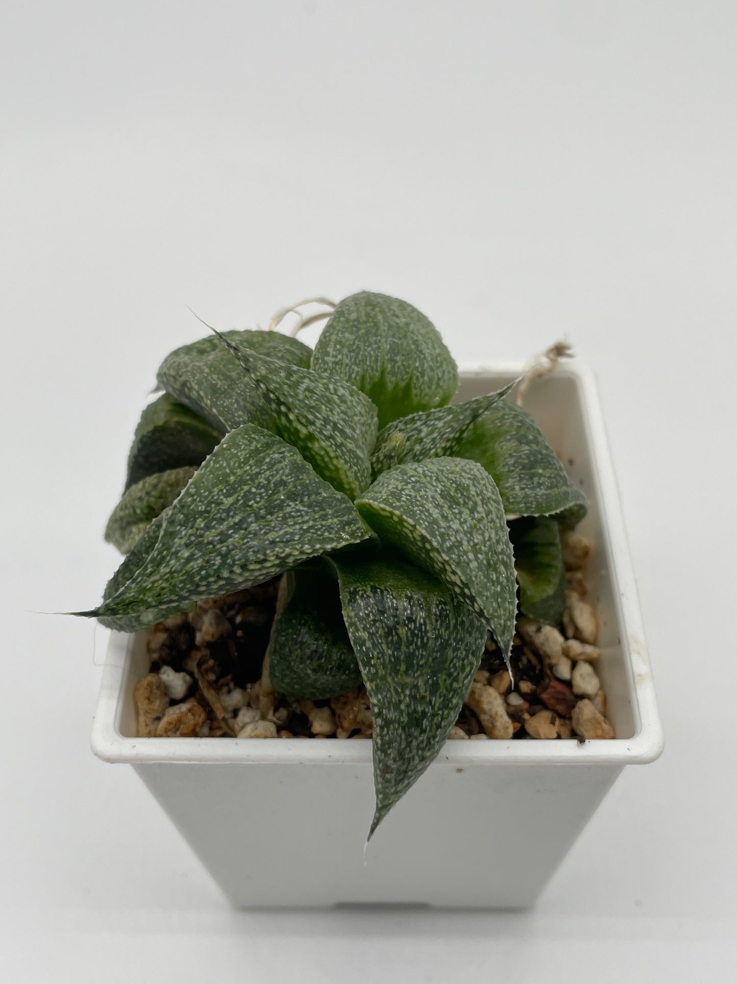 Haworthia Hybrid 101