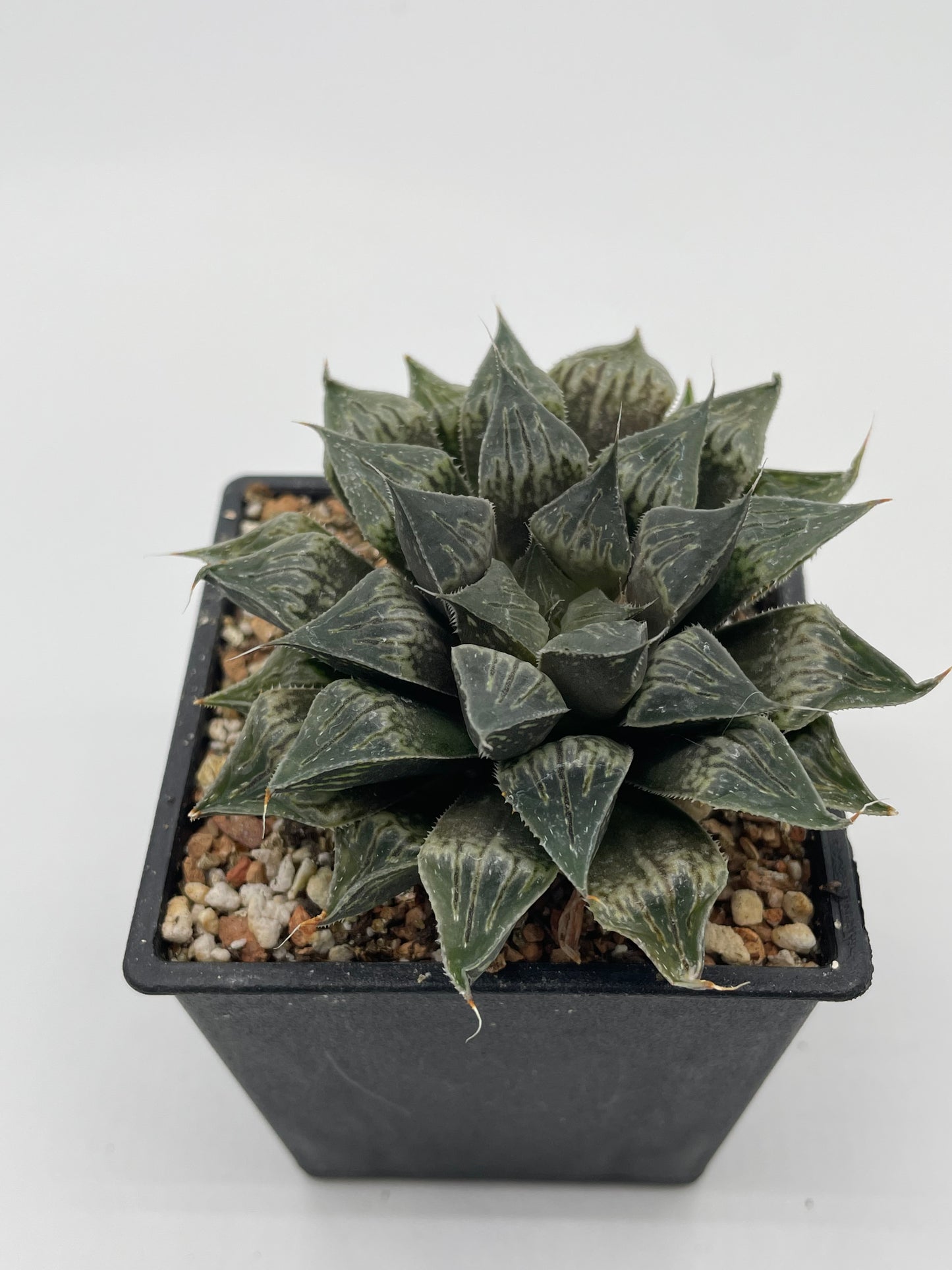 Haworthia Star