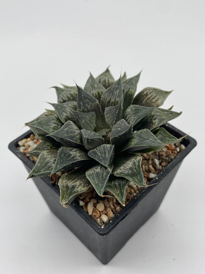 Haworthia Star