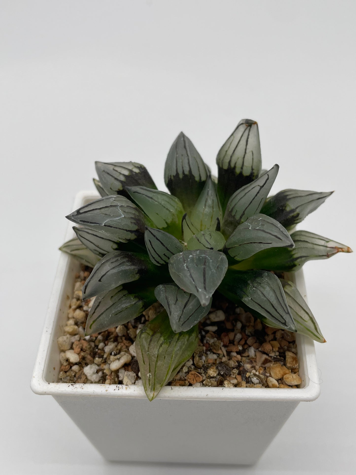 Haworthia Atrofusca Mutant