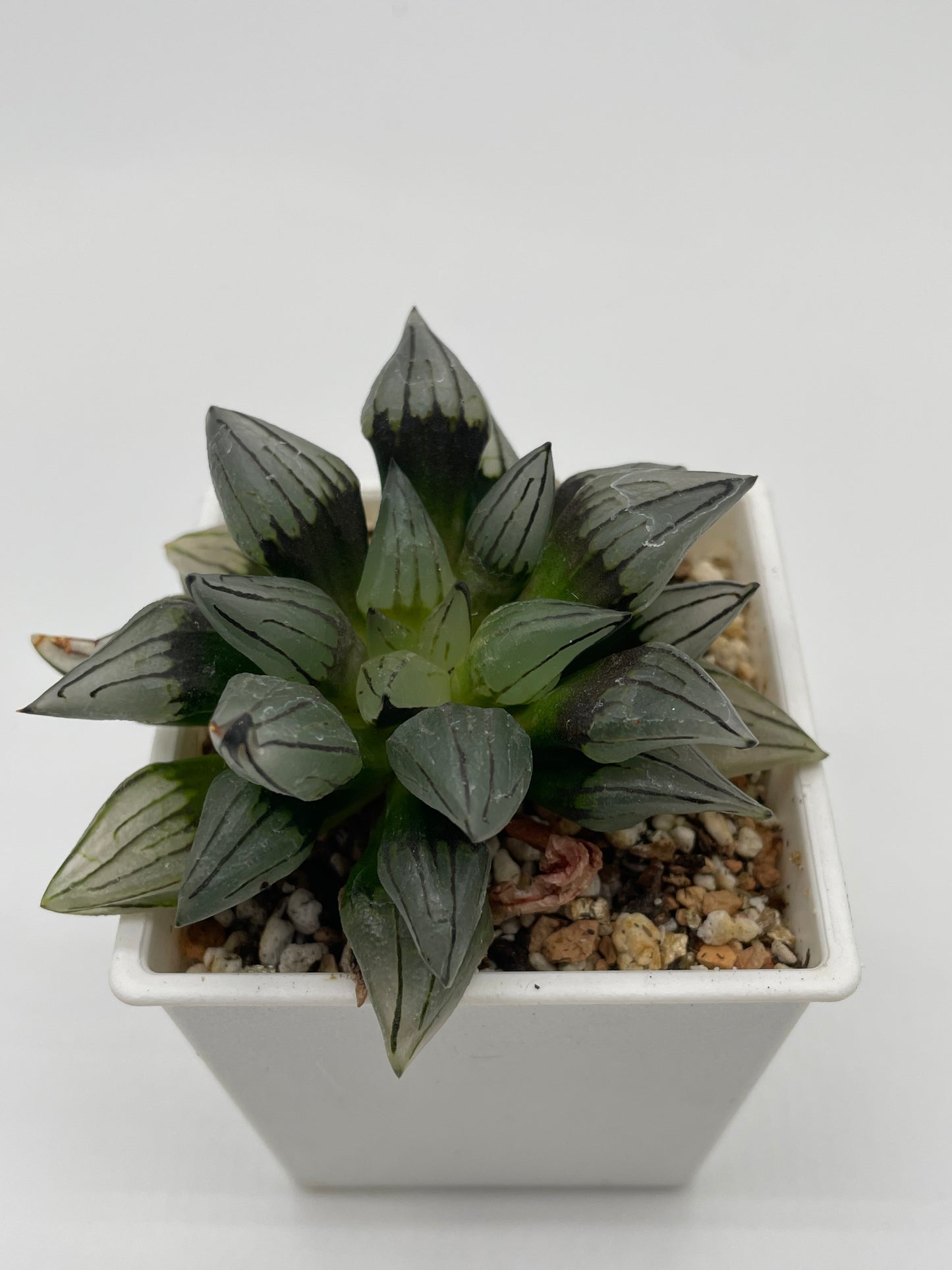 Haworthia Atrofusca Mutant