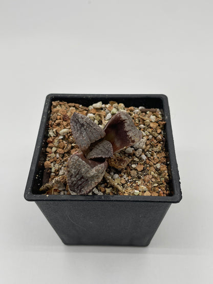 Haworthia Jupiter