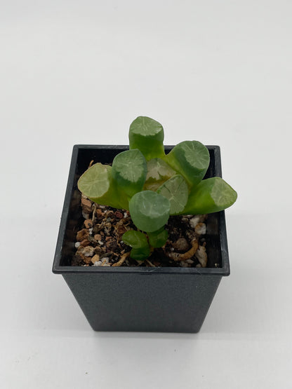 Haworthia 翠萬象