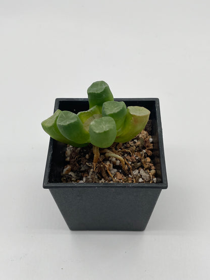 Haworthia 翠萬象