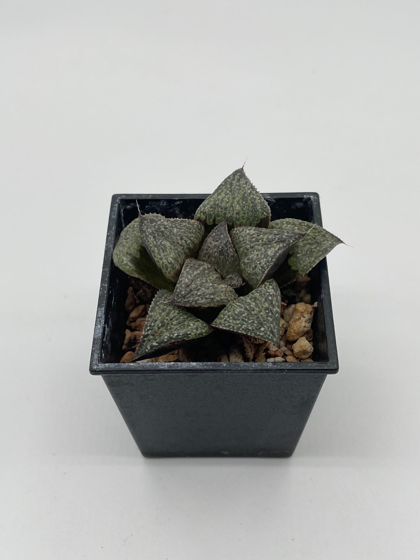 Haworthia Okubo