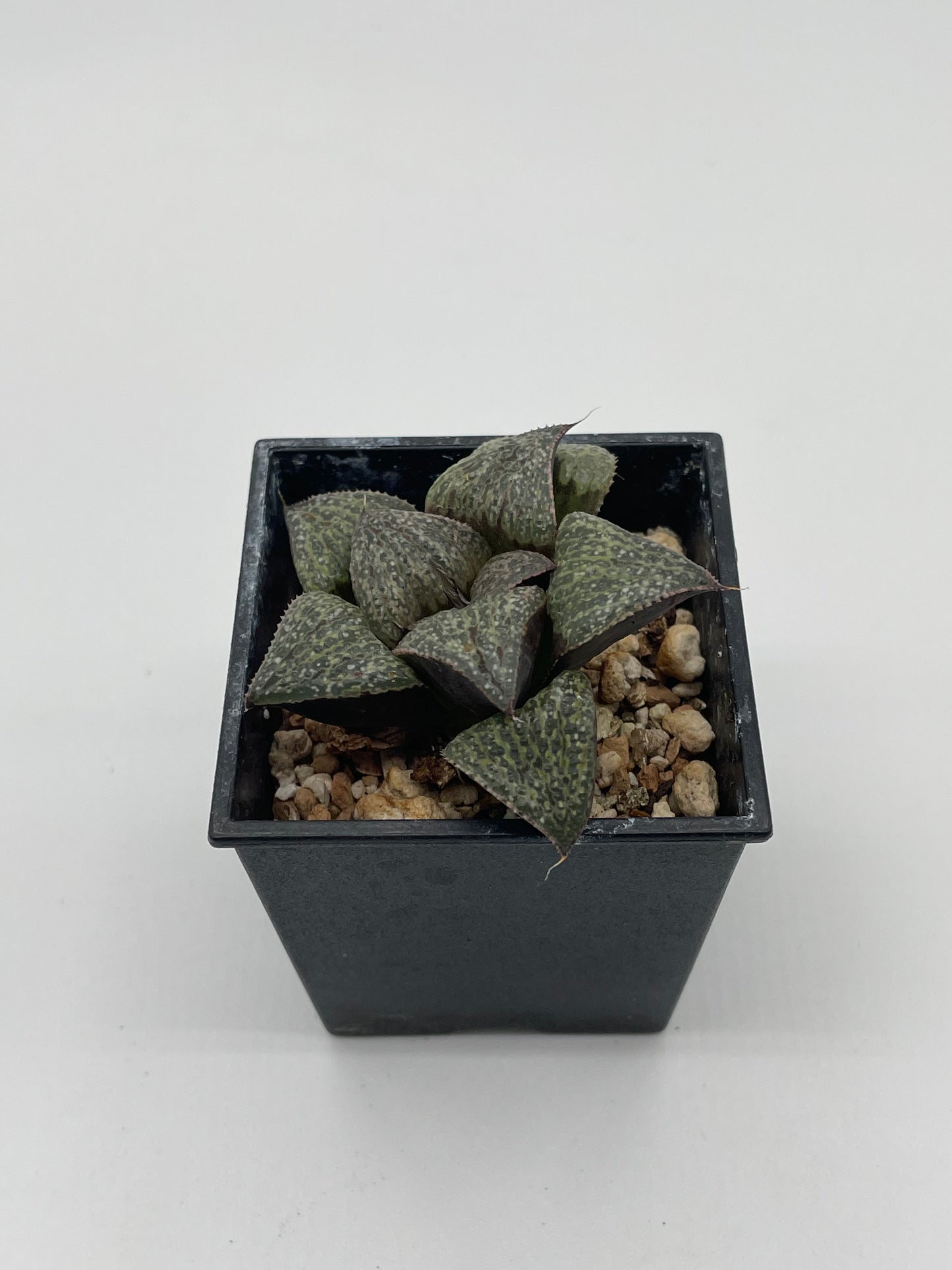 Haworthia Okubo