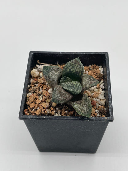 Haworthia Black Bear