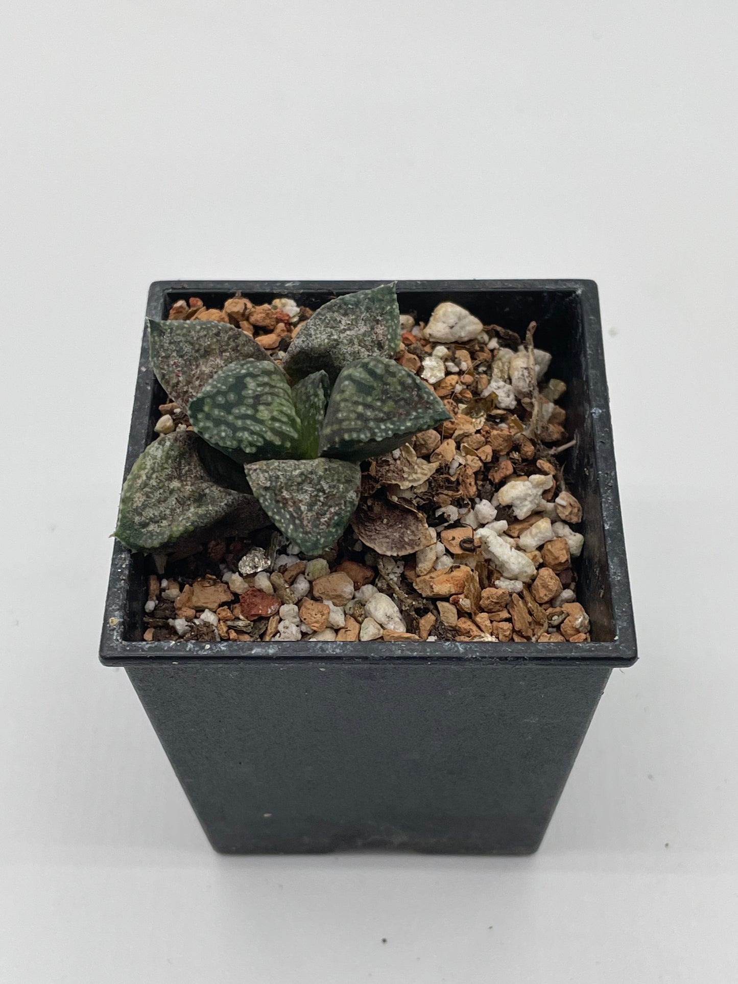 Haworthia Black Bear